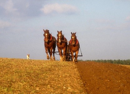 Rural landscape showing horses ploughing a field